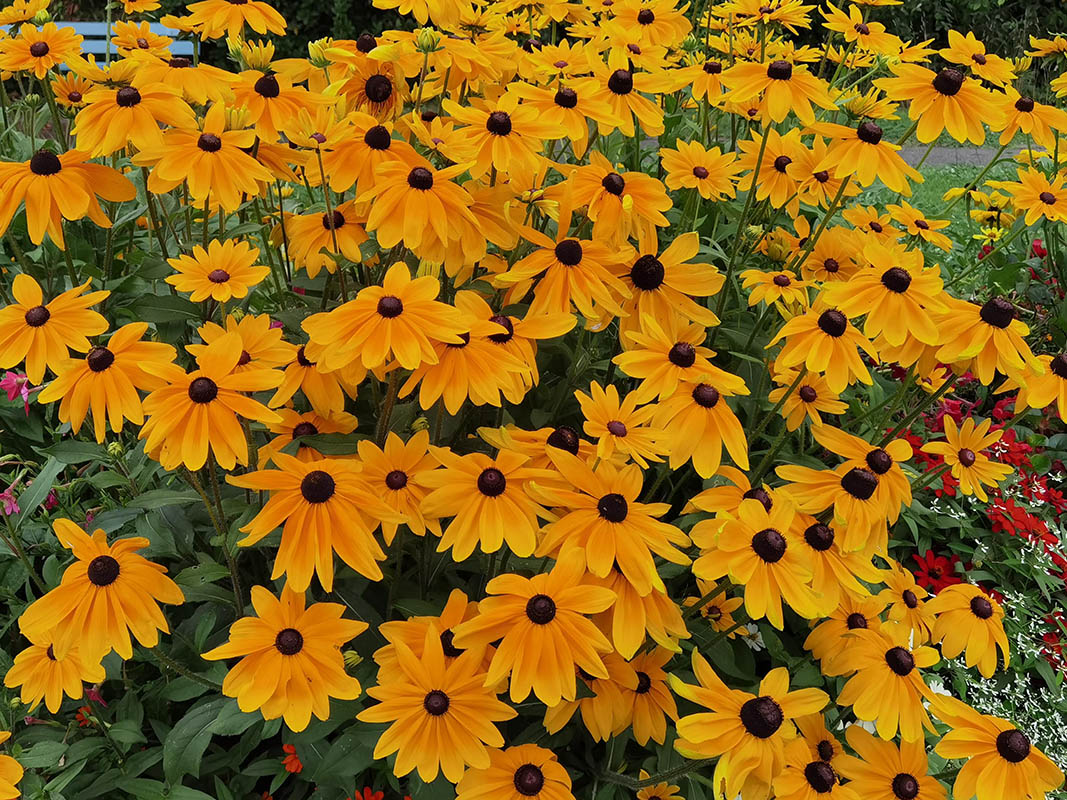 Rudbeckia fulgida var speciosa
